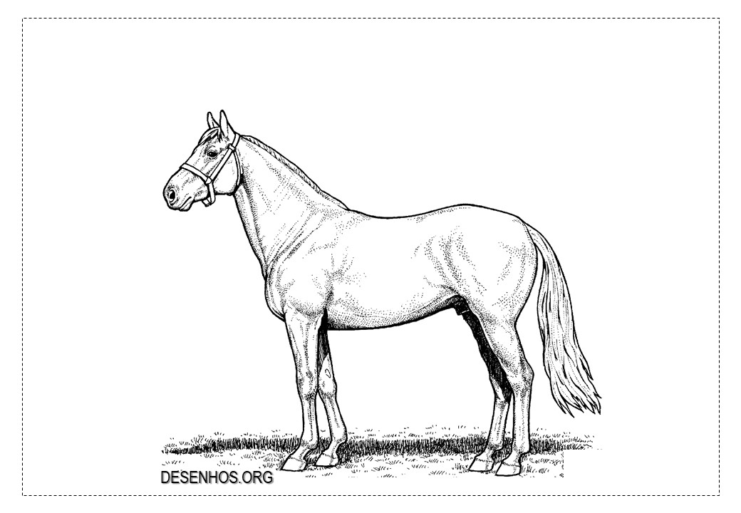 Mais de 100 desenhos de cavalos para colorir!