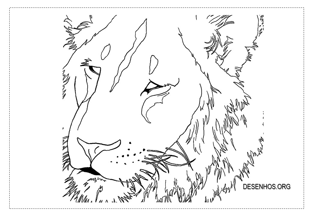 Leões para colorir!