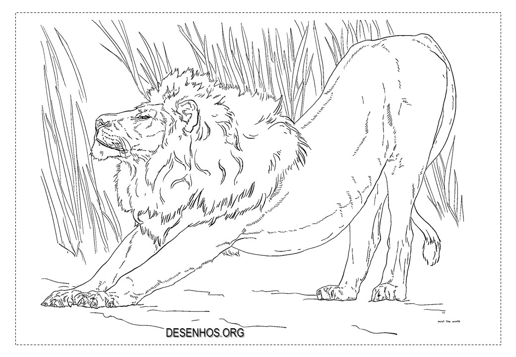 Leões para colorir!