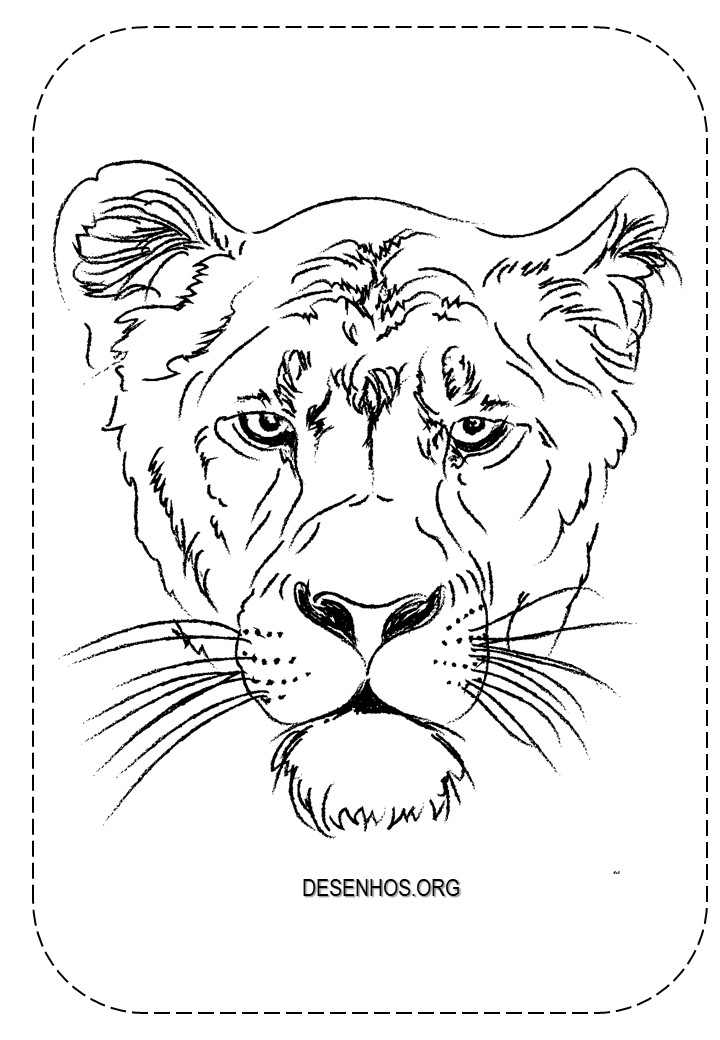 Leões para colorir!