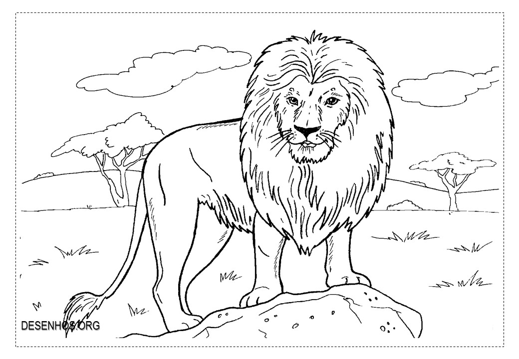 Leões para colorir!