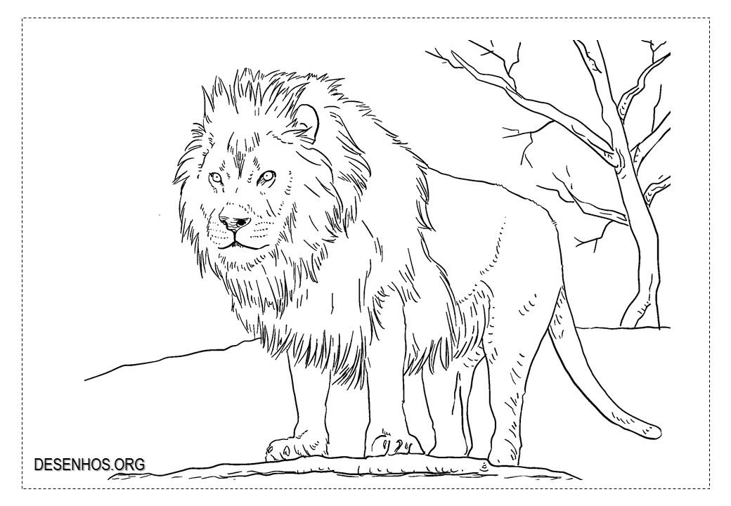 Leões para colorir!