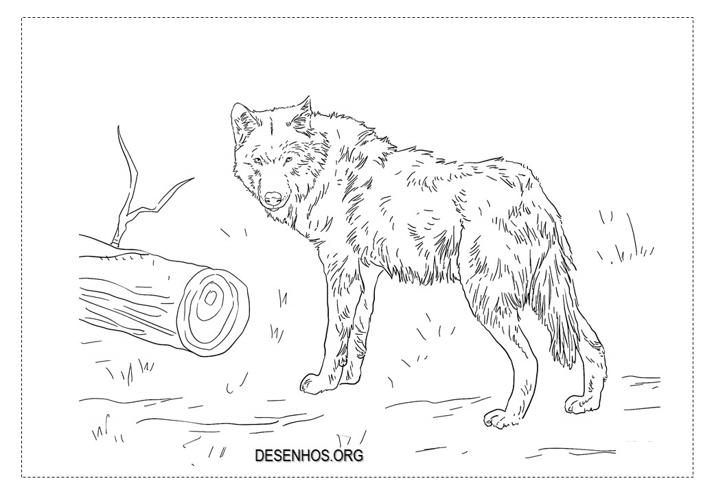 Lobos para colorir!