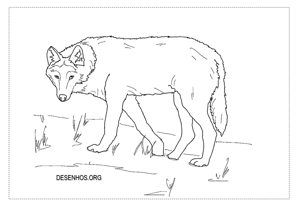 Lobos para colorir!