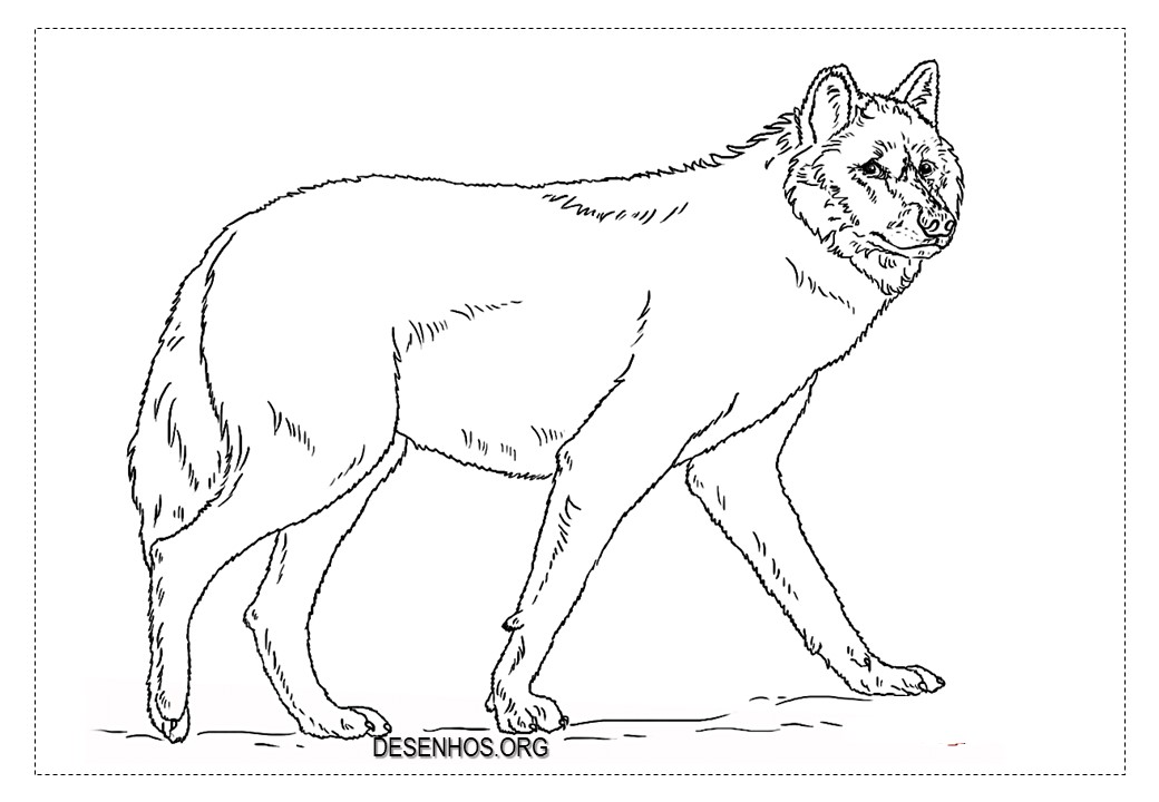 Lobos para colorir!