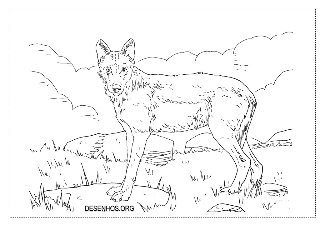 Lobos para colorir!