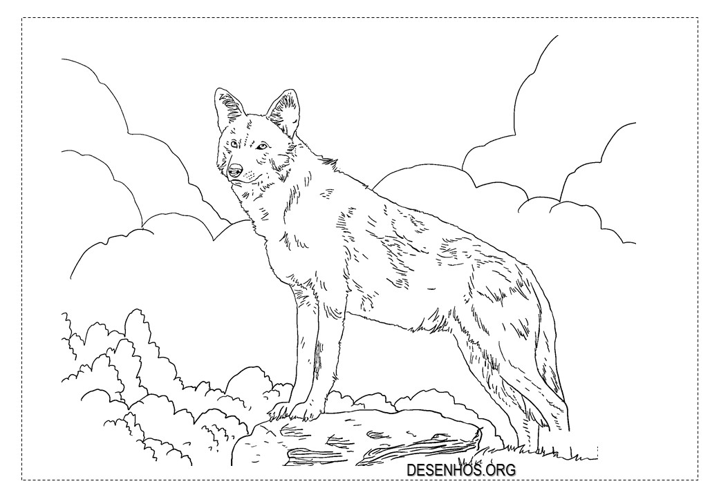 Lobos para colorir!