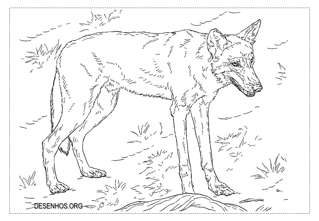 Lobos para colorir!