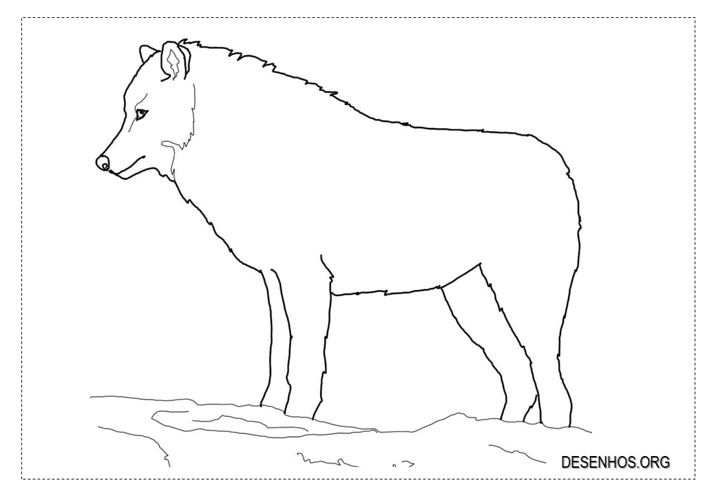 Lobos para colorir!