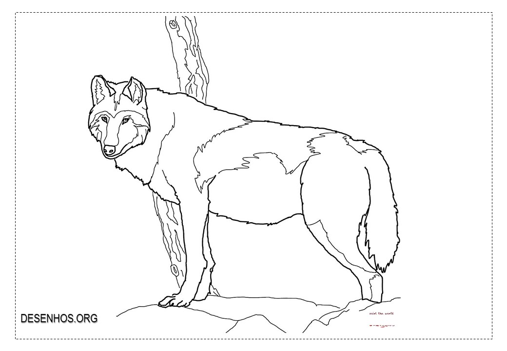 Lobos para colorir!