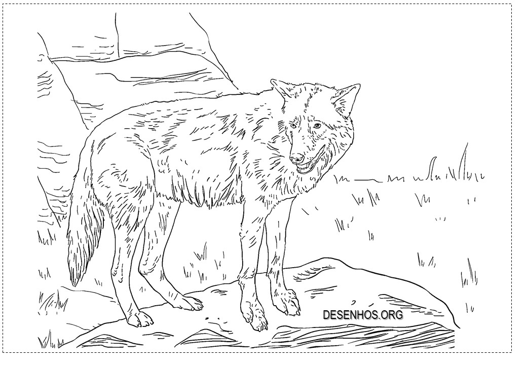 Lobos para colorir!